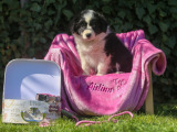 Aislinn