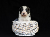 Monty