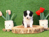Monty