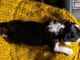 IMG-20251004-WA0037