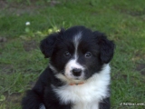 Border Collie - Fay