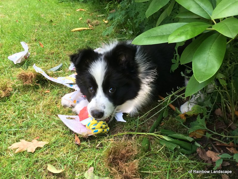 Border Collie Welpe - Willow