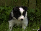 Border Collie Welpe - Willow