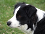 Border Collie - Page