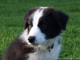 Border Collie - Page